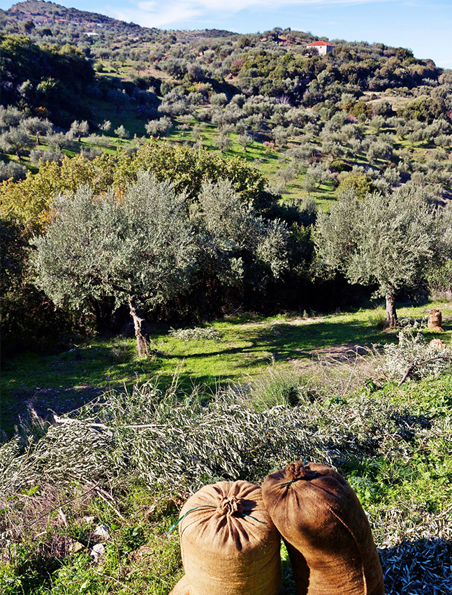 olistori-recolte-olive