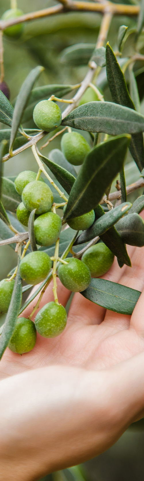 olistori-olive-portugal